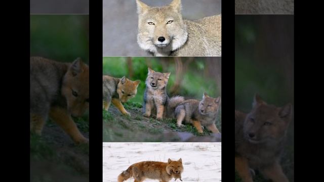 Тибетская лисица. Интересные факты. смотреть онлайн