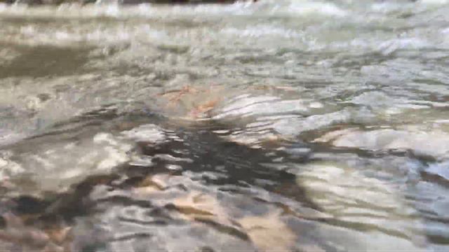 Природа Владикавказ чёрная речка смотреть онлайн