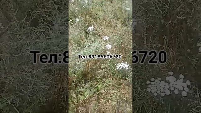 Полынь горькая (Artemisia absinthium) смотреть онлайн