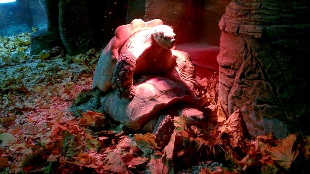 Смешное видео. Спаривание черепах в Киевском зоопарке смотреть онлайн