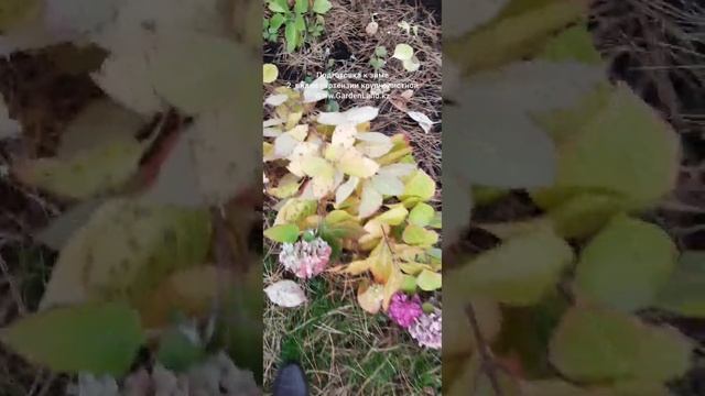 Гортензия крупнолистная Бесконечное лето подготовка к зиме в Алматы. смотреть онлайн