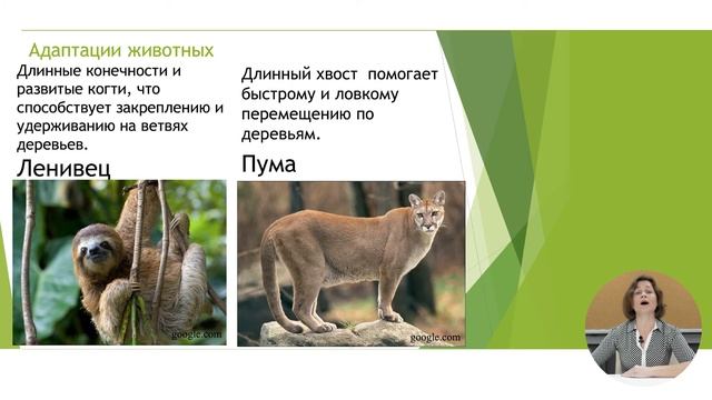 10й класс; География; "Экваториальная и субэкваториальная среды" смотреть онлайн