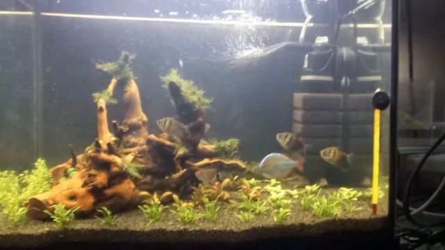 7-ой день после запуска аквариума смотреть онлайн