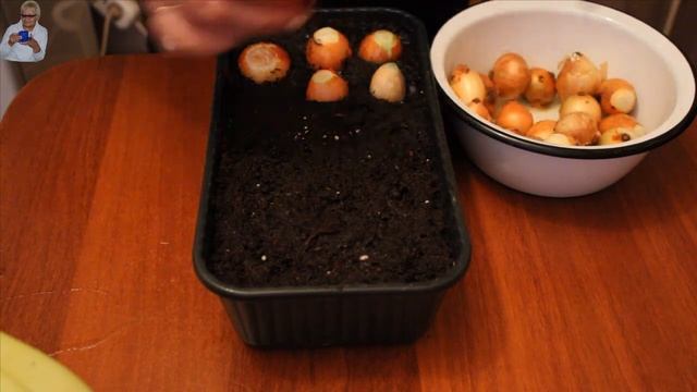 Посадка лука на зелень к Новому Году.