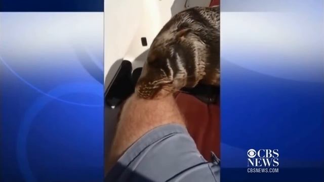 Sea lion pup jumps on boat, cuddles with driver смотреть онлайн