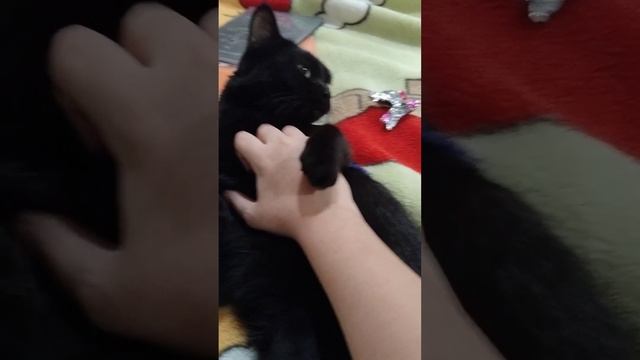 моя киска имя ей дада. 2. смотреть онлайн