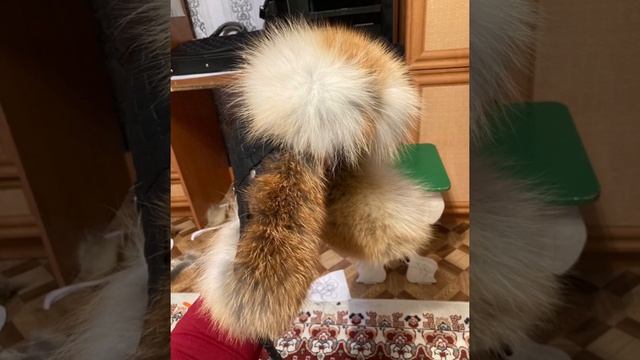 Выделка шкуры. Ушанка из шкуры лисы смотреть онлайн