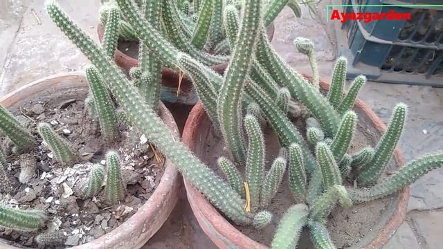 Peanut Cactus (Echinopsis Silvestrii) Care And Propagation //Echinopsis Chamaecereus Propagation
