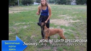 Как подготовить собаку к выставке? ПОШАГОВОЕ обучение ринговой подготовке! + советы кинолога