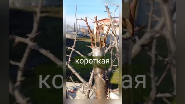 Роза на сливе? Возможно?! Создаём многосортовые деревья, выращиваем саженцы голубики! Делимся опыто смотреть онлайн