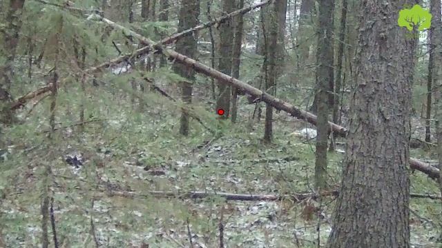 Отличная работа гончих смотреть онлайн