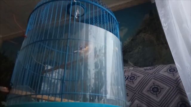Поёт Мой Домашний Щегол 1 смотреть онлайн