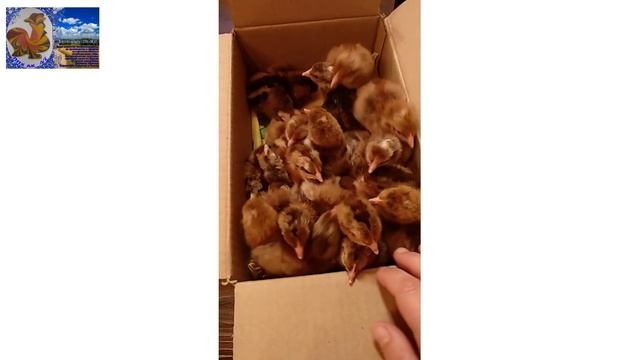 ЛПХ_АК47 ИТОГИ вывода Билефельдер из Германии 2021 смотреть онлайн