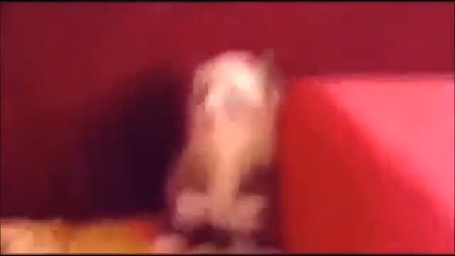 Кот с гранатой смотреть онлайн