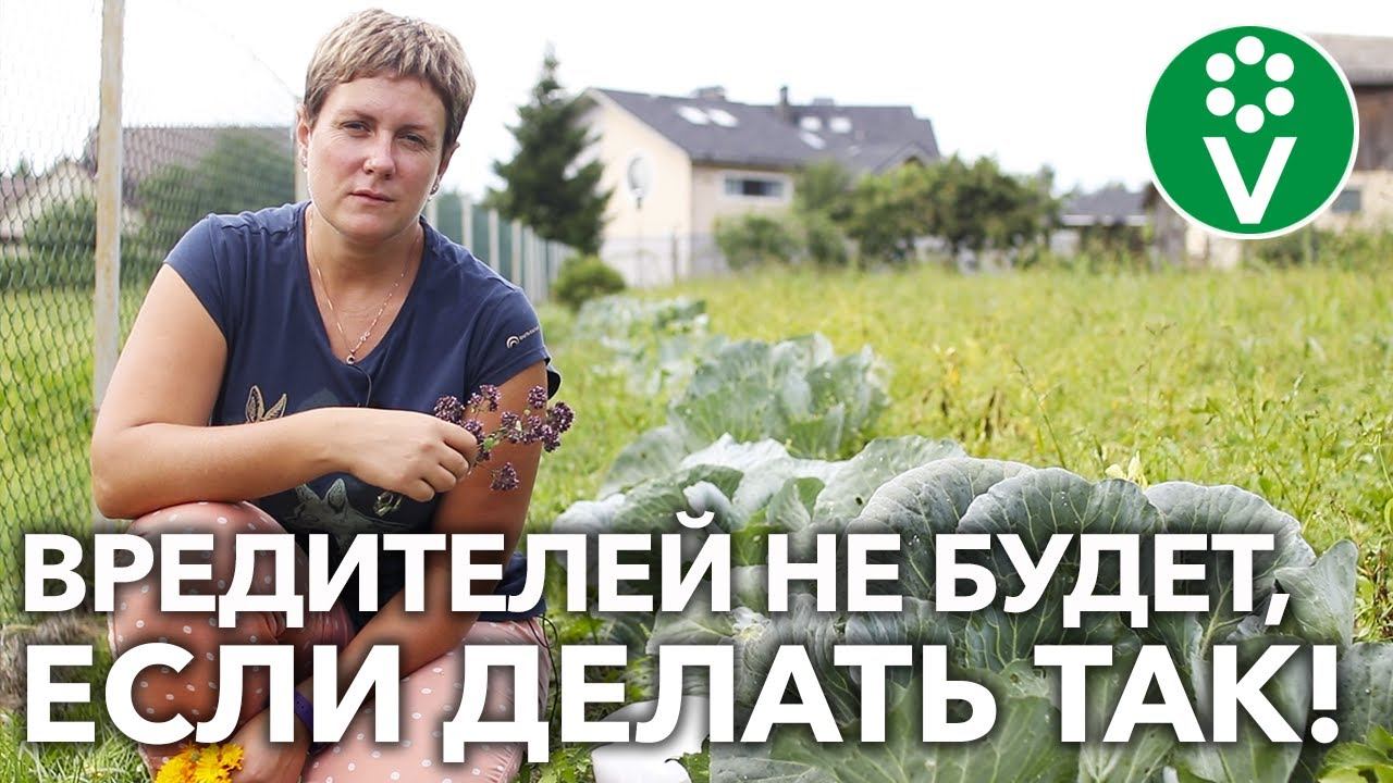 НЕ ЛИШИТЕСЬ 30% УРОЖАЯ КАПУСТЫ ИЗ-ЗА ВРЕДИТЕЛЕЙ! Вот как защитить капусту от бабочек, мух и слизней! смотреть онлайн