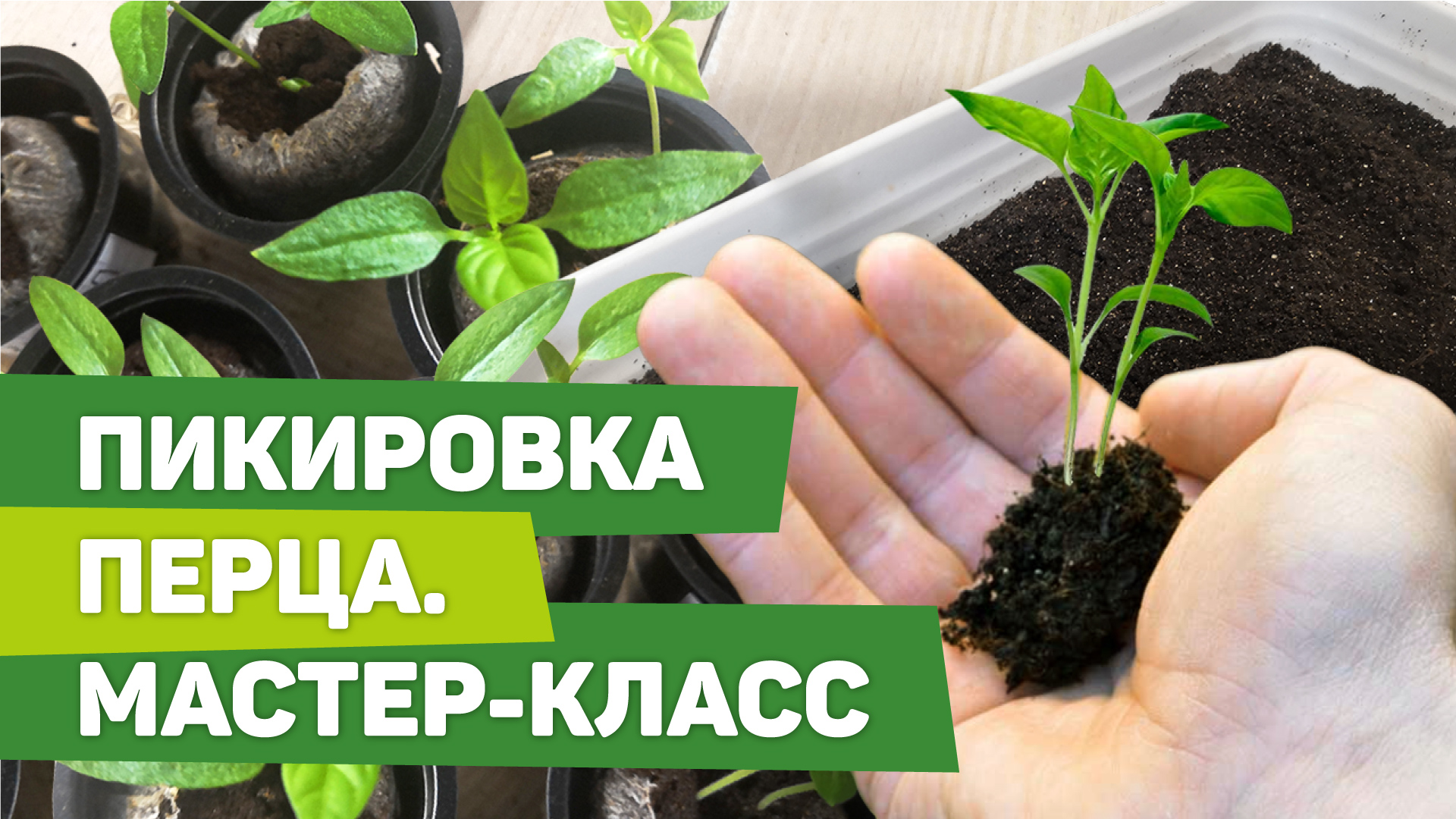 КАК ПРОВЕСТИ ПИКИРОВКУ ПЕРЦА. Рекомендации опытного садовода смотреть онлайн