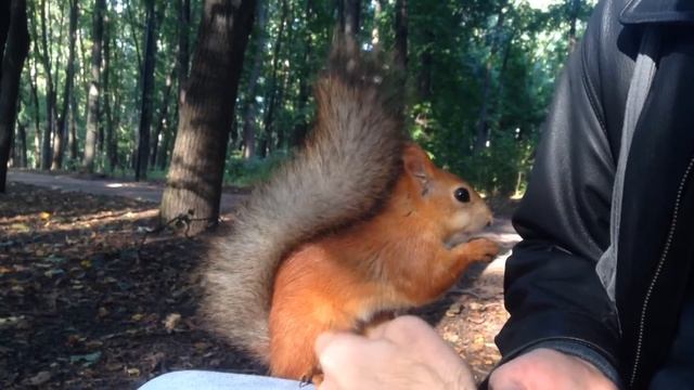 Ручная белка в Нескучном саду