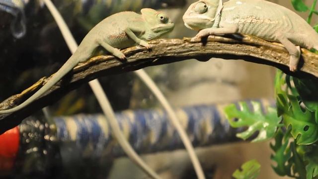 ДОМАШНИЙ ХАМЕЛЕОН! Как ухаживать за экзотическим питомцем? Хамелеон уход и содержание. смотреть онлайн
