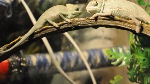 ДОМАШНИЙ ХАМЕЛЕОН! Как ухаживать за экзотическим питомцем? Хамелеон уход и содержание.