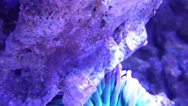 Новая кладка икры Томатных Клоунов(2)  Http://coralreef-aqua.ru/forum/