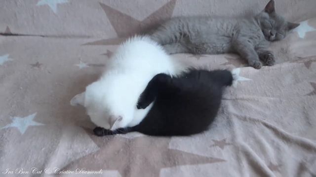 White Kitten vs Black Kitten смотреть онлайн