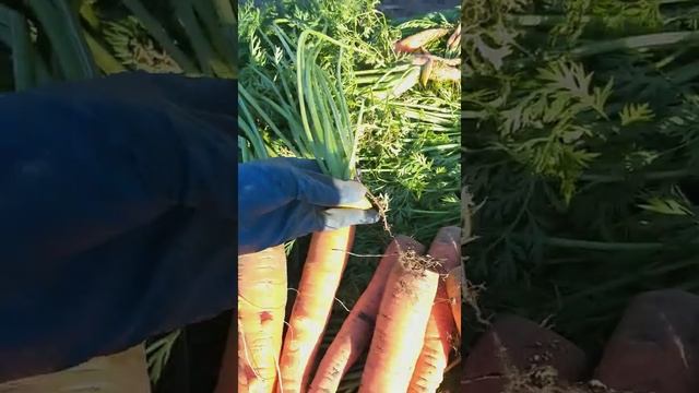 Хранение корнеплодов