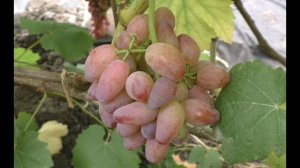 Виноград 2022. Эскалибур