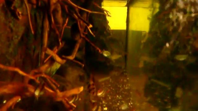 Barbonymus schwanenfeldi Devario aequipinnatus i Puntius tetrazona смотреть онлайн