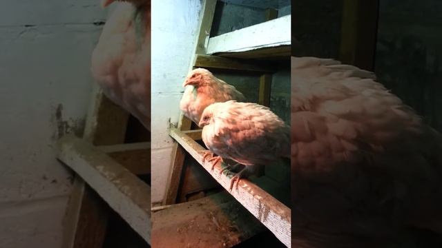Заболели куры подскажите что делать смотреть онлайн