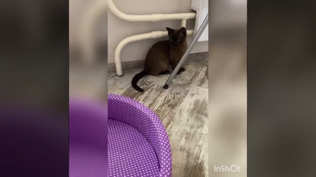 The Life Of Burmese 🐈 Забавный соболиный мальчик европейской бурмы всегда любит поиграть !!!