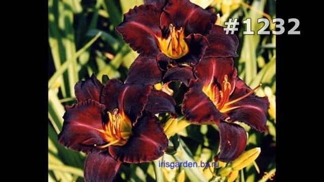 #1232. Ирисы - очень красивые цветы смотреть онлайн
