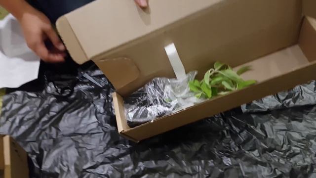 Опт-хоз посылка. Гортензия спирея вейгела юкка смотреть онлайн