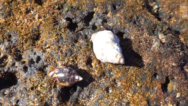 Vlog Песчаные дюны☀️/Мини-гольф⛳️/Прощай, остров!🏝✈️ О.Фуэртевентура (Испания) смотреть онлайн