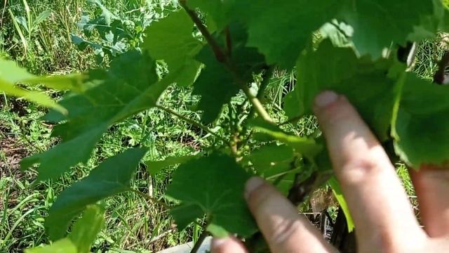 Виноград Бессарабский / вегетирующие саженцы винограда на второй год. смотреть онлайн