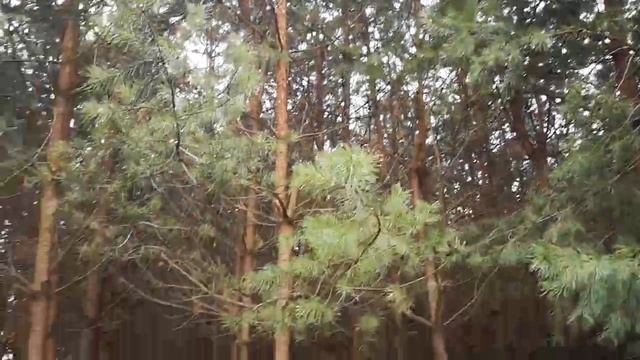 КАКИЕ дачи строят Поляки. Землянка в лесу? Что нужно сейчас кушать. Теплица, парник. Жизнь в Польше смотреть онлайн