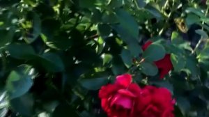 ТОП 10 - РОЗЫ цветущие всё лето