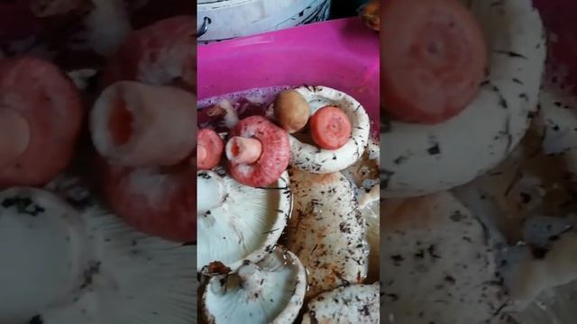 Вот такие дела ?Бак груздей? волнушки? лисички?#грибы #алтайскийкрай #еда смотреть онлайн