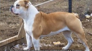 Староанглийский бульдог (заново созданный)