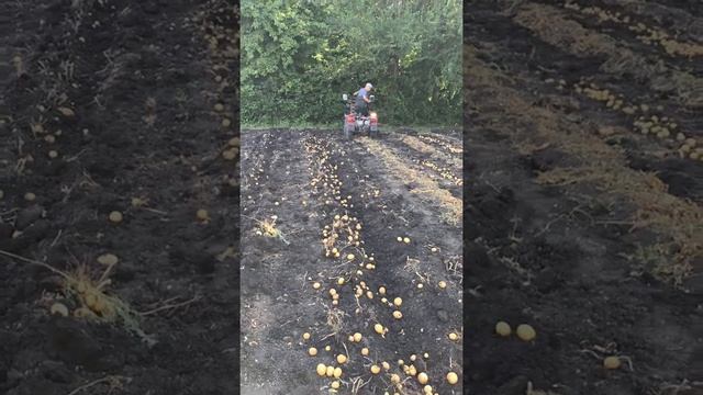 Картофелекопалка своими руками смотреть онлайн