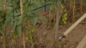 Томат Аделина