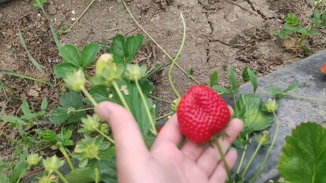 Первый сбор клубники Кабрило в балагане. смотреть онлайн