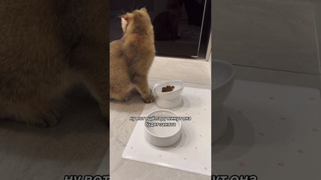 Пристрастия Гуччи в еде смотреть онлайн