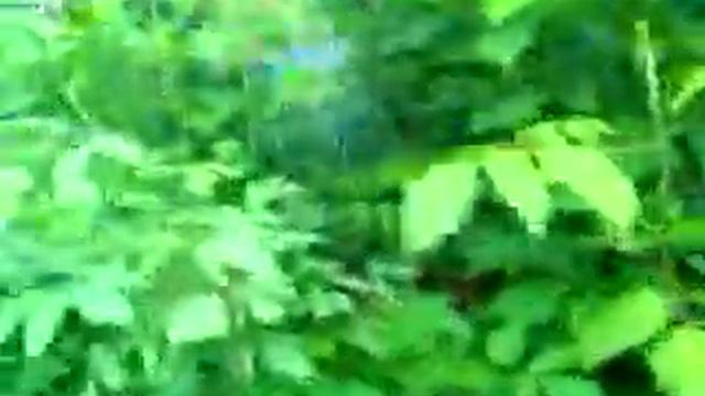 Красивое видео. Лето... смотреть онлайн