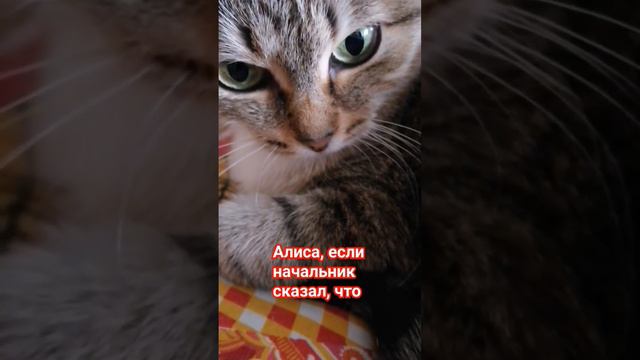 Алиса в помощь! 🙄😂 #котики #юмор #приколы #озвучка #cat смотреть онлайн