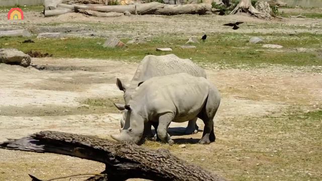 Animal Sounds Chicken, Cow, Duck, Sheep, Dog