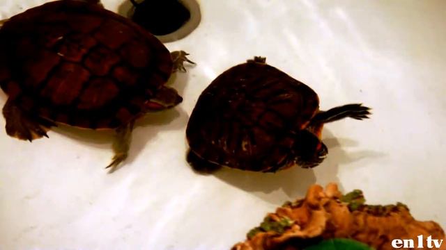 красноухие черепахи смотреть онлайн