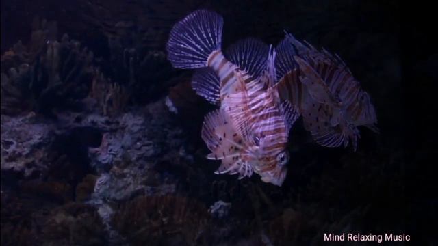 Aquarium 4K VIDEO(ULTRA HD) - Beautiful Coral Reef #Fish-Relaxing Meditation Music.Subscribe Channa смотреть онлайн