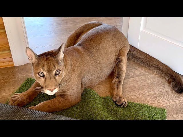 Месси послушал совет Саши и начал громко звать лето! Говорящая пума которая понимает своего хозяина! смотреть онлайн