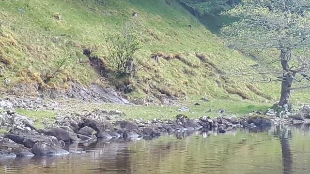 Otter running along the bank, Strathconon смотреть онлайн