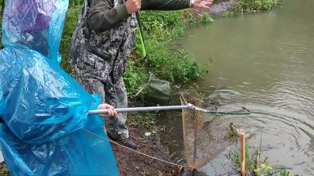 В маленькой луже много карпа.fishing For Carp